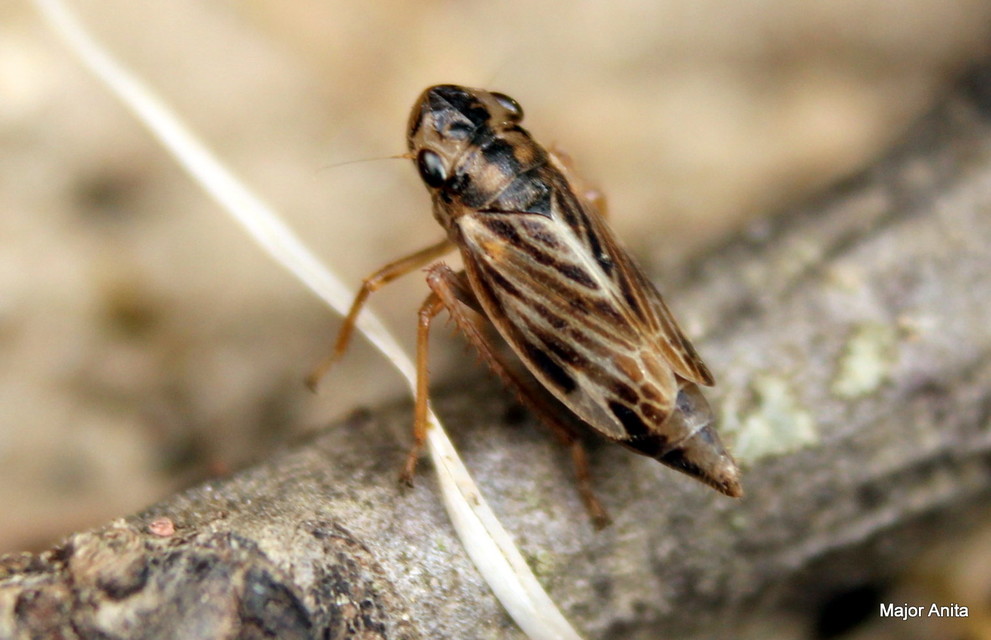 Evacanthus acuminatus