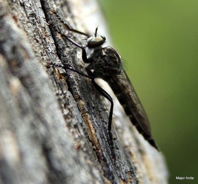 Tolmerus atripes