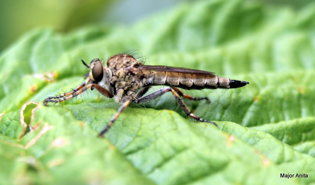 Tolmerus cingulatus