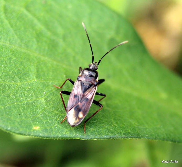 Eremocoris fenestratus - avarbodobács