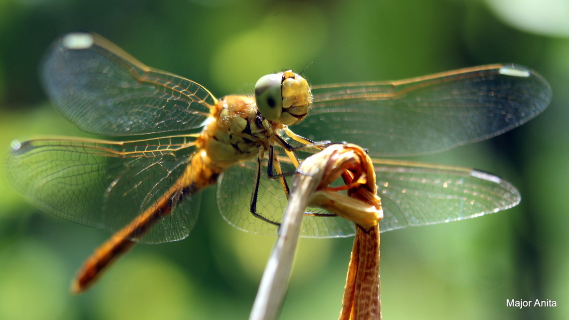 Sympetrum meridionale - fakó katona-szitakötő