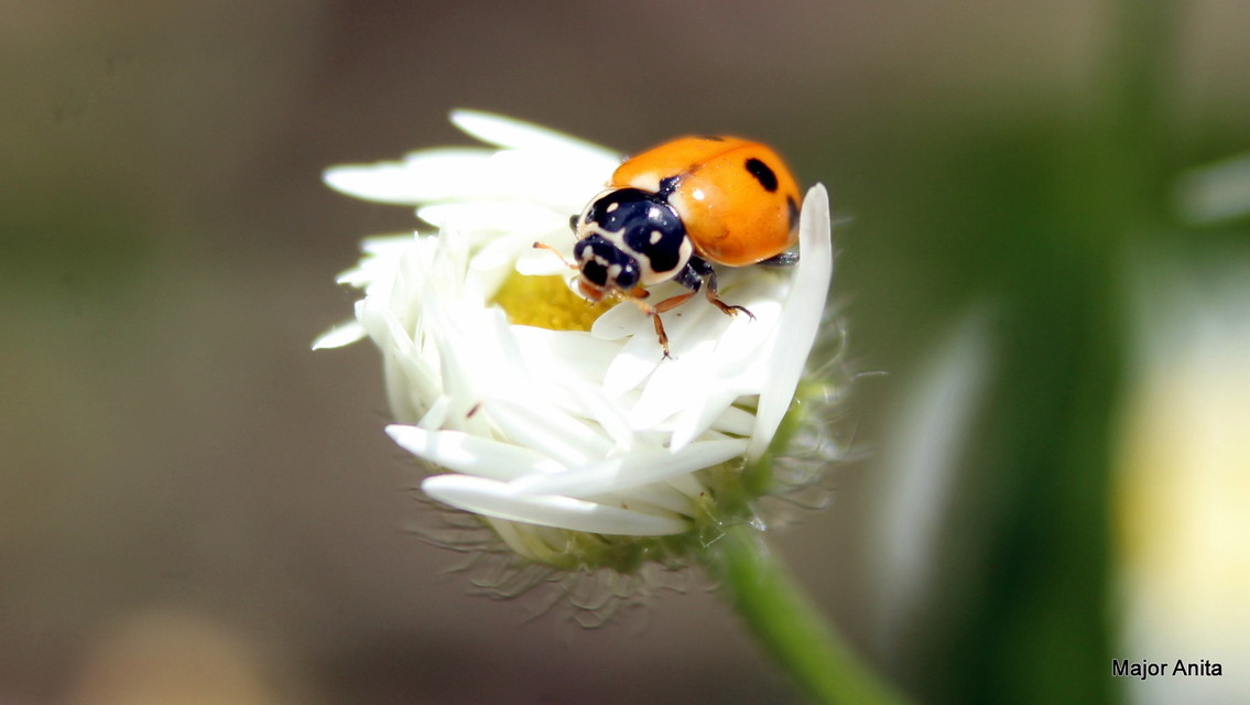 Hippodamia variegata - tizenhárompettyes katica