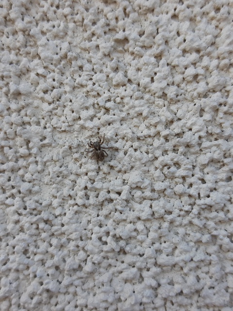 Pseudeuophrys lanigera - szobai ugrópók