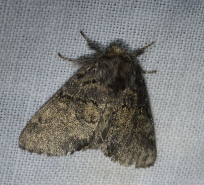 Gluphisia crenata - kormos púposszövő