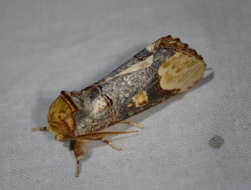 Phalera bucephaloides - magyar púposszövő