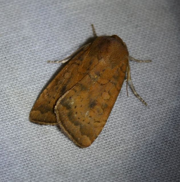 Noctua interjecta - zömök sárgafűbagoly