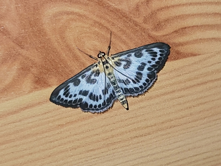 Anania hortulata - tarka csalánmoly