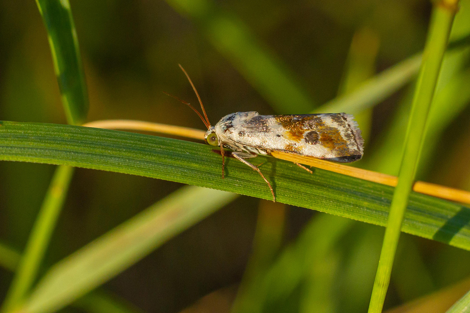 Ponometia candefacta - parlagfűbagoly