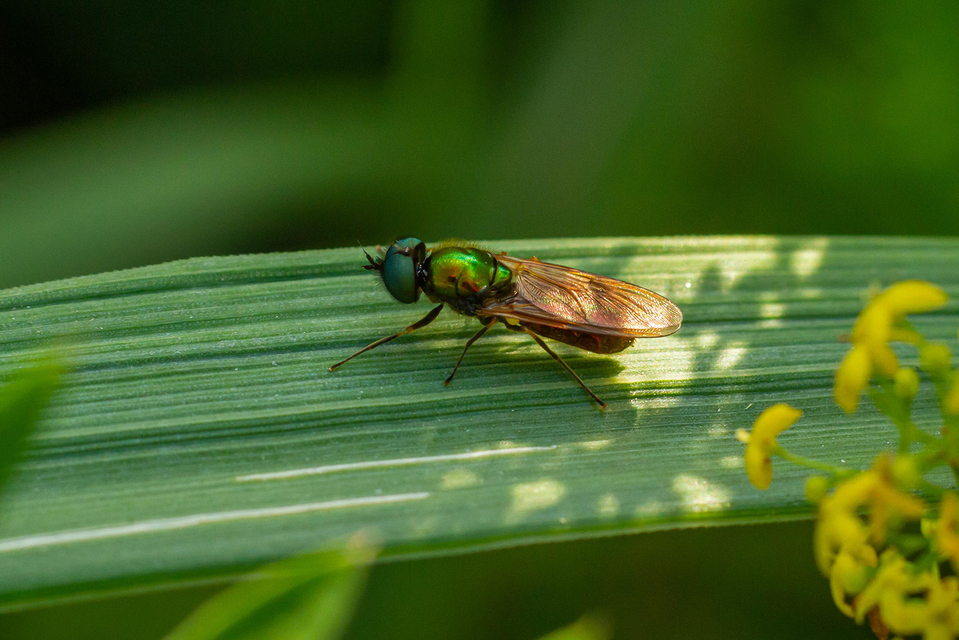 Chloromyia formosa - közönséges fémeslégy