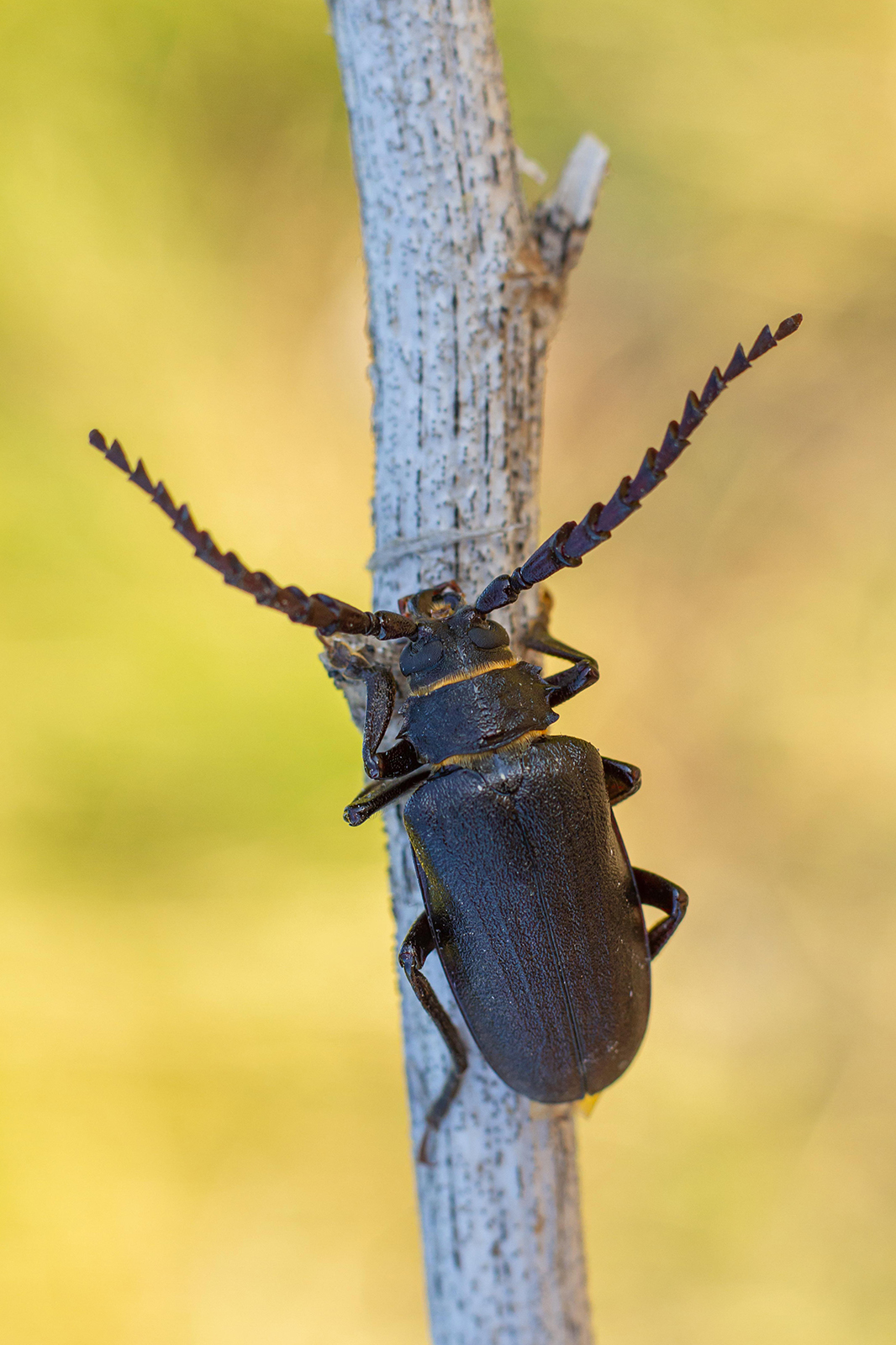 Prionus coriarius - csőszcincér