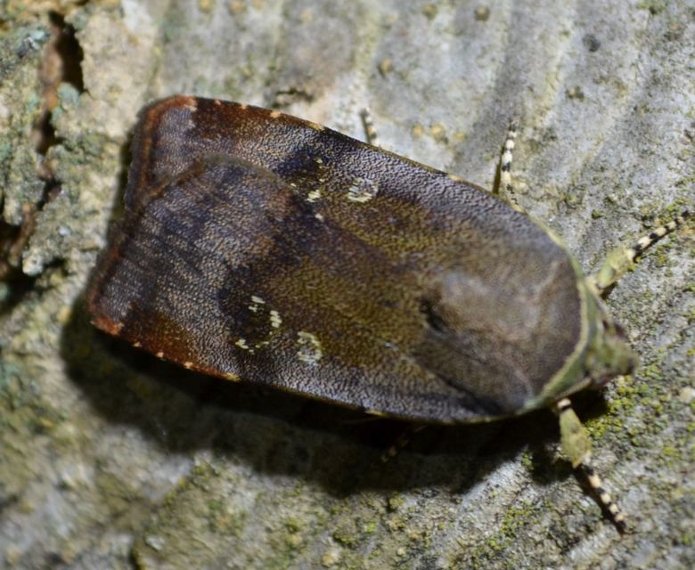 Noctua janthe/janthina