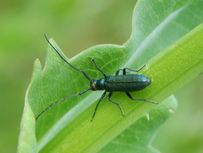 Agapanthia viti
