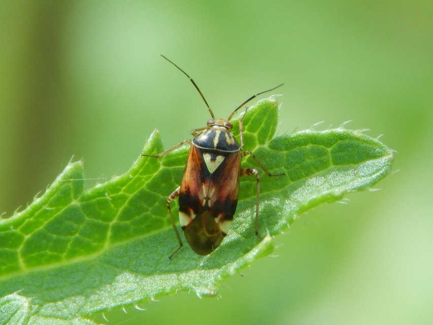 Lygus pratensis - változó mezeipoloska