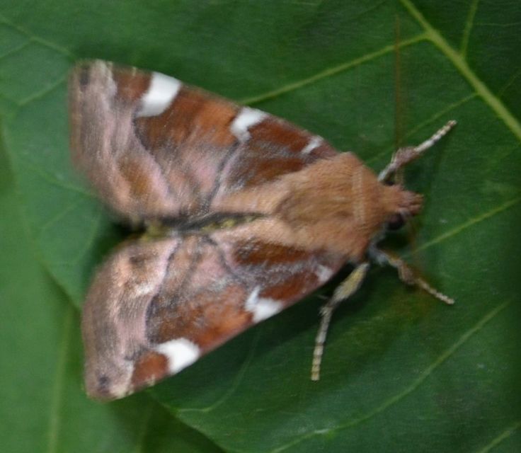 Cosmia diffinis - szilfa-lombbagoly