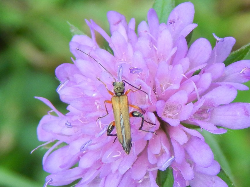 Oedemera podagrariae - székfű-álcincér