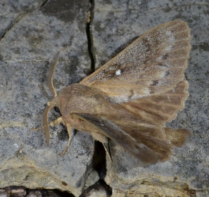 Dendrolimus pini - fenyőpohók