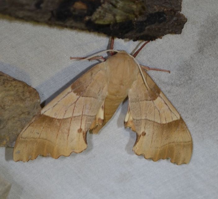 Marumba quercus - tölgyfaszender
