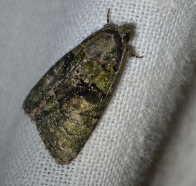 Cryphia algae - sárgászöld zuzmóbagoly