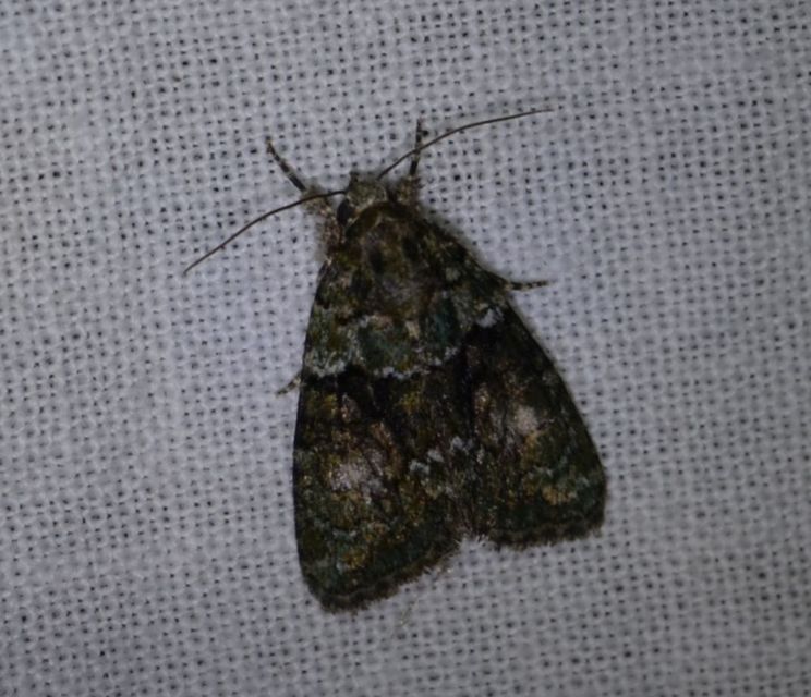 Cryphia algae - sárgászöld zuzmóbagoly