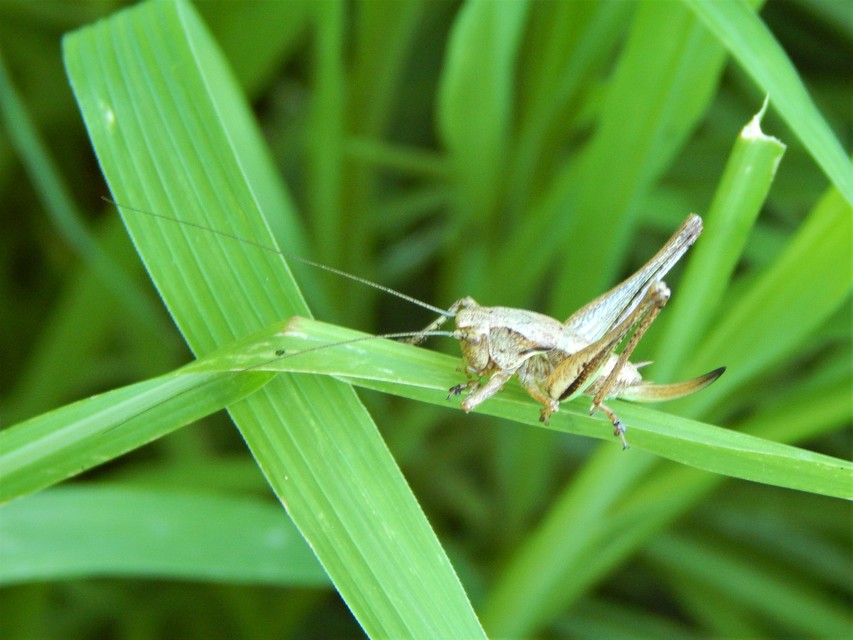 Pholidoptera griseoaptera - szürke avarszöcske