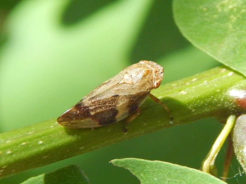 Aphrophora alni