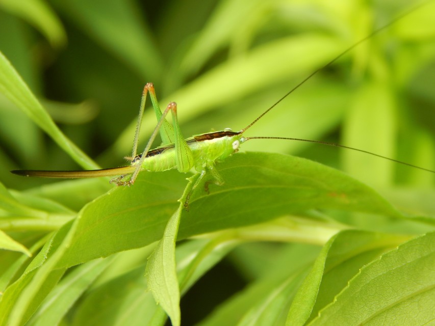 Conocephalus fuscus - kis kúpfejűszöcske