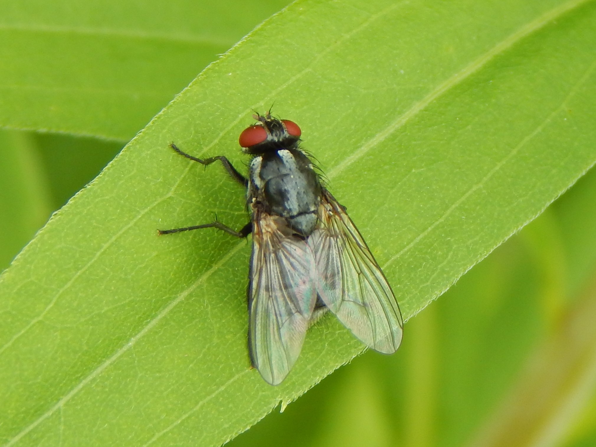 Morellia