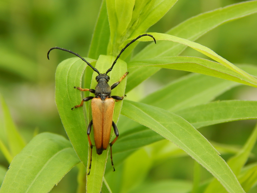 Stictoleptura rubra - vörös virágcincér