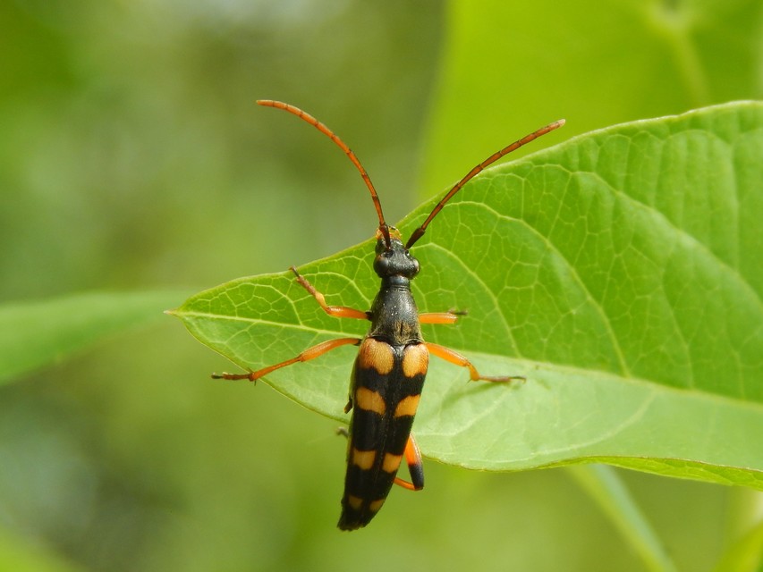 Strangalia attenuata - nyurgacincér