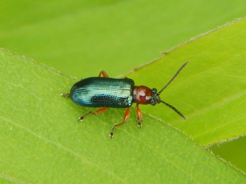 Oulema melanopus/duftschmidi