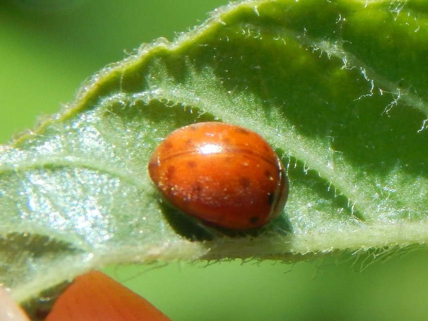 Subcoccinella vigintiquatuorpunctata - lucernaböde