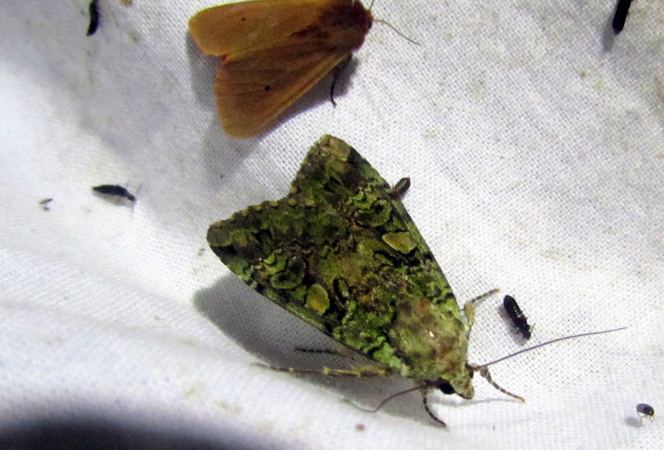 Anaplectoides prasina - zöld hegyibagoly