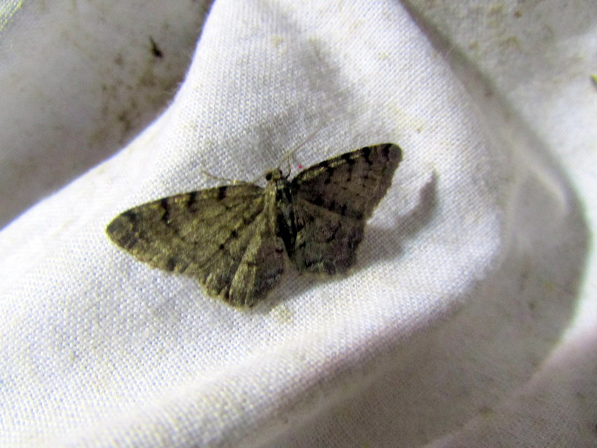 Aethalura punctulata - szürke égeraraszoló