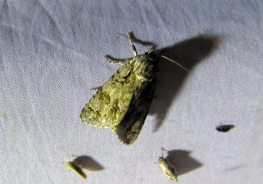 Acronicta auricoma - aranyos szigonyosbagoly