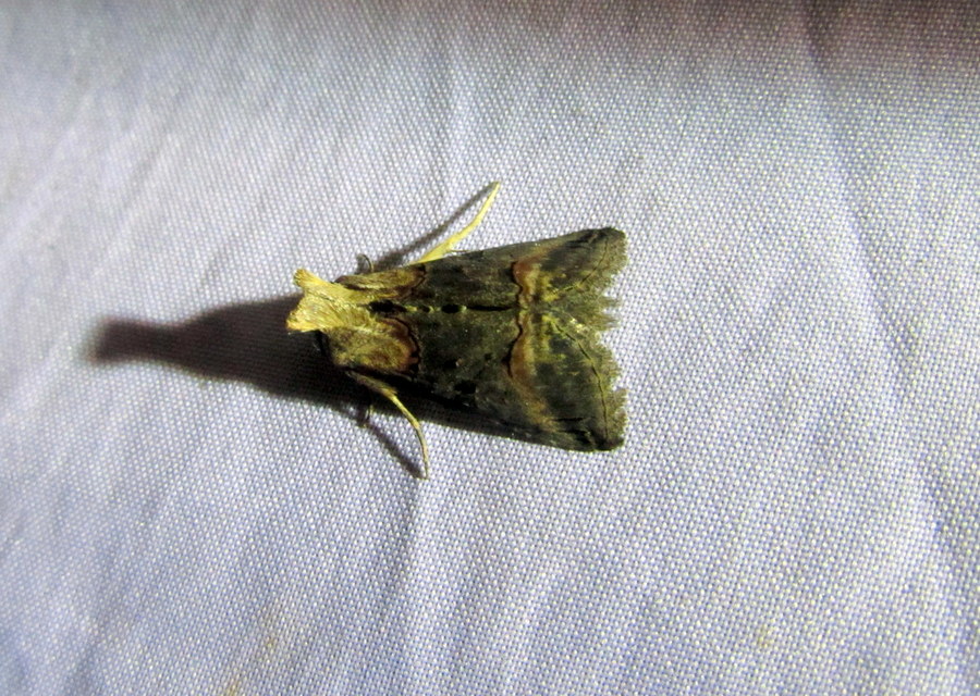 Abrostola triplasia - közönséges csalánbagoly
