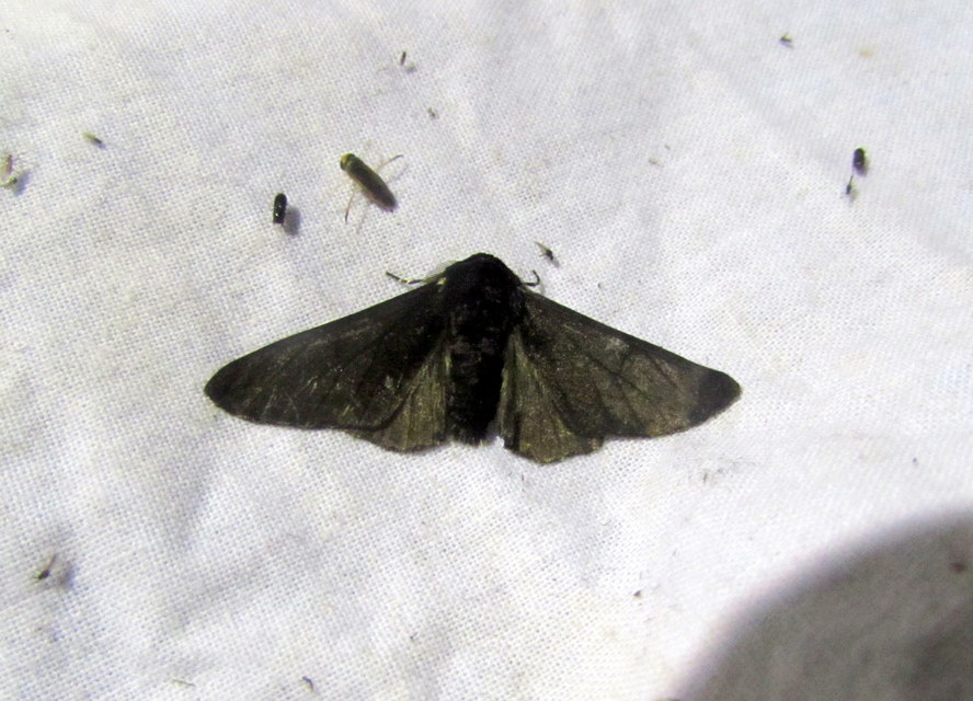 Biston betularia - szürkepettyes araszoló