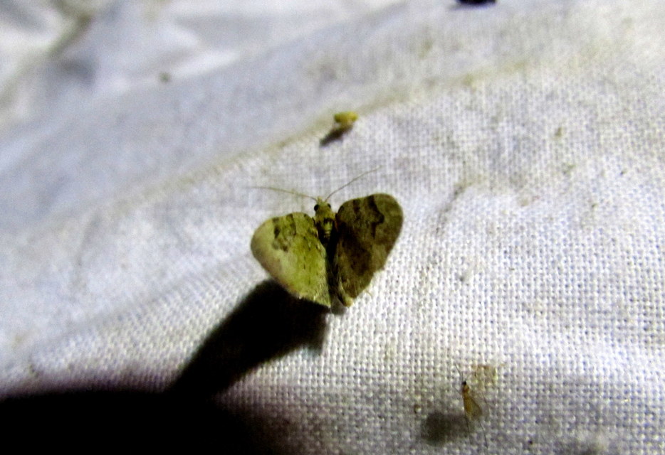 Chloroclystis v-ata - zöldes törpearaszoló