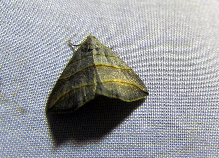 Colobochyla salicalis - háromsávos törpebagoly