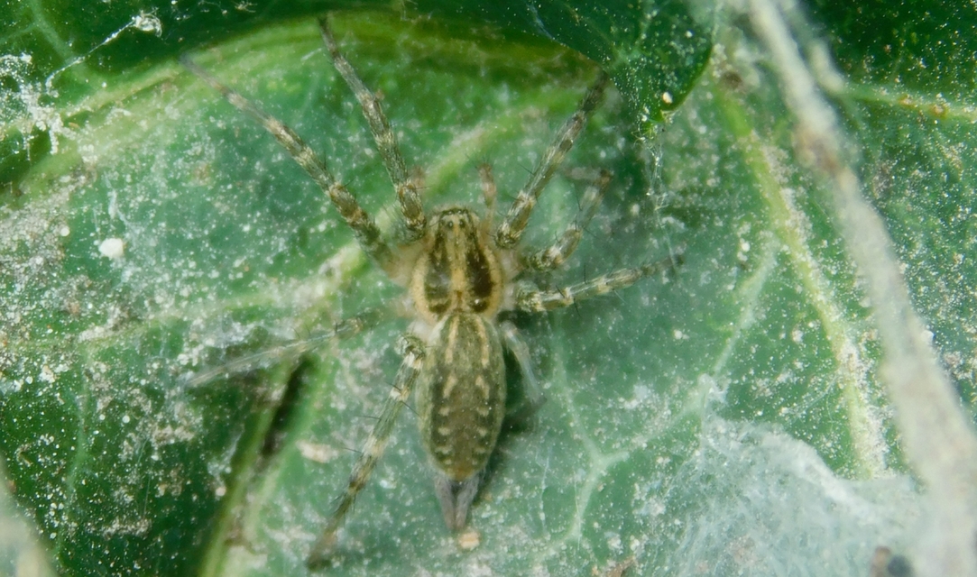 Allagelena gracilens - karcsú tölcsérpók Allagelena gracilens - karcsú tölcsérpók
