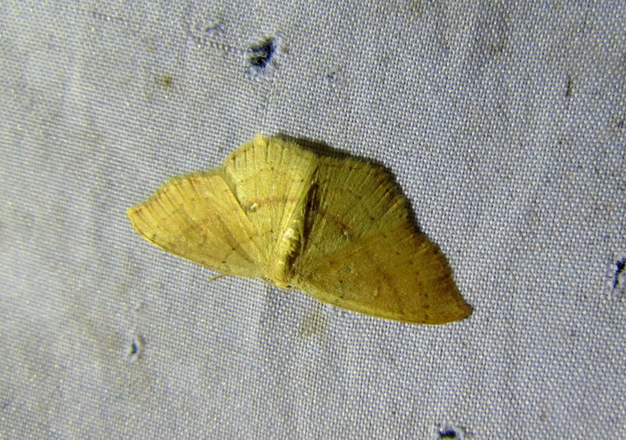 Cyclophora linearia - vonalas pettyesaraszoló