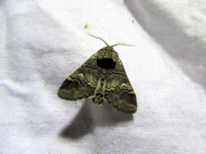 Drymonia querna - tölgyfa-púposszövő