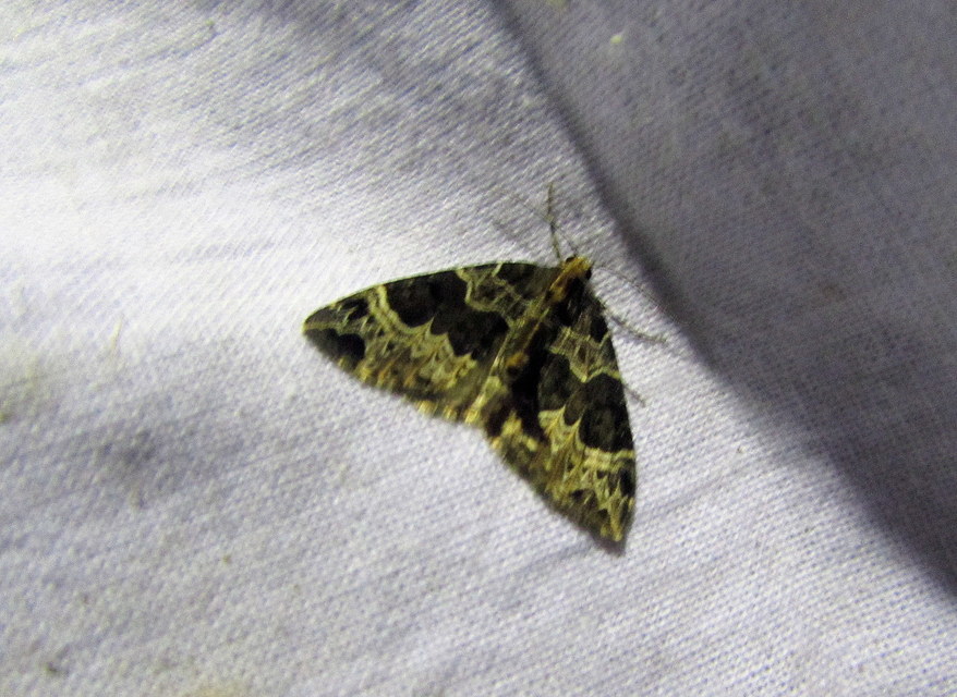 Ecliptopera silaceata - barna tarkaaraszoló