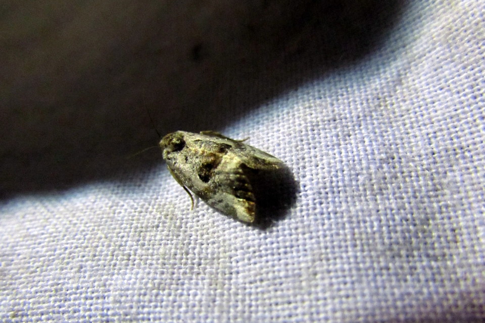 Hapalotis venustula - rózsaszínű mázasbagoly
