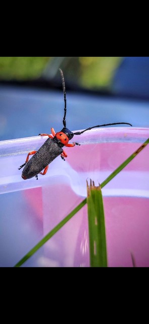 Phytoecia affinis - feketefejű cincér