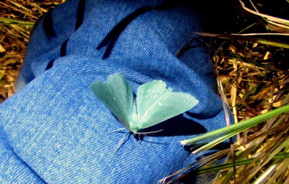 Geometra papilionaria - nagy zöldaraszoló