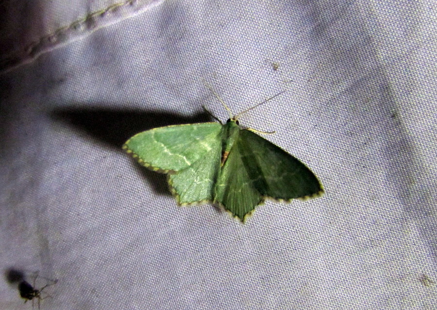 Hemithea aestivaria - nyír-zöldaraszoló