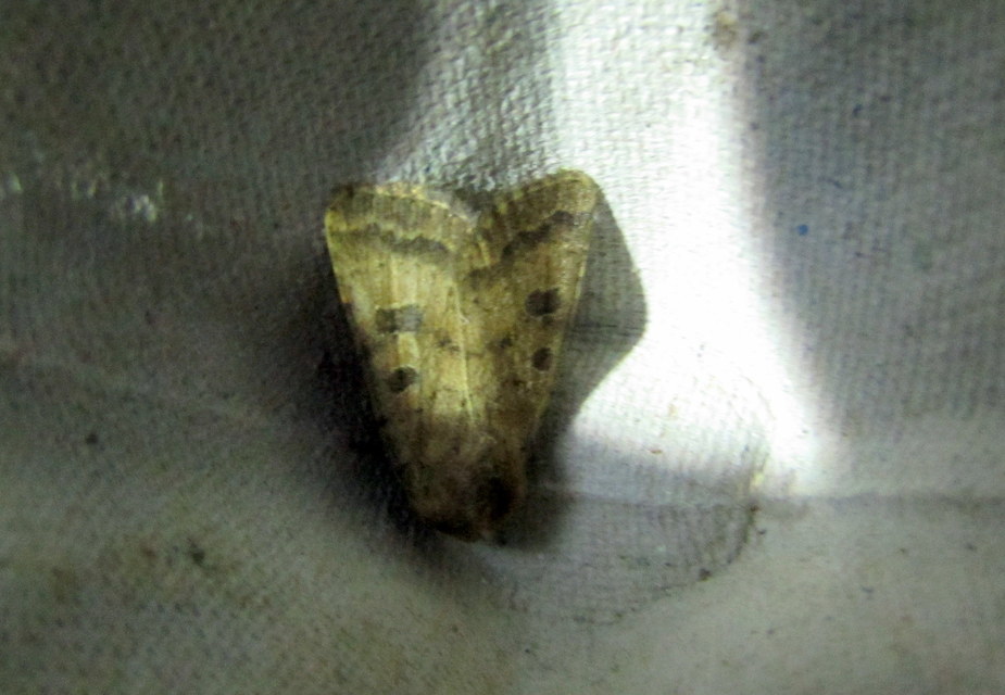 Hoplodrina octogenaria - barna selymesbagoly