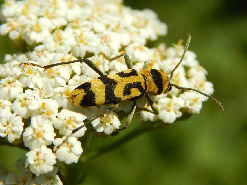 Chlorophorus varius - díszes darázscincér