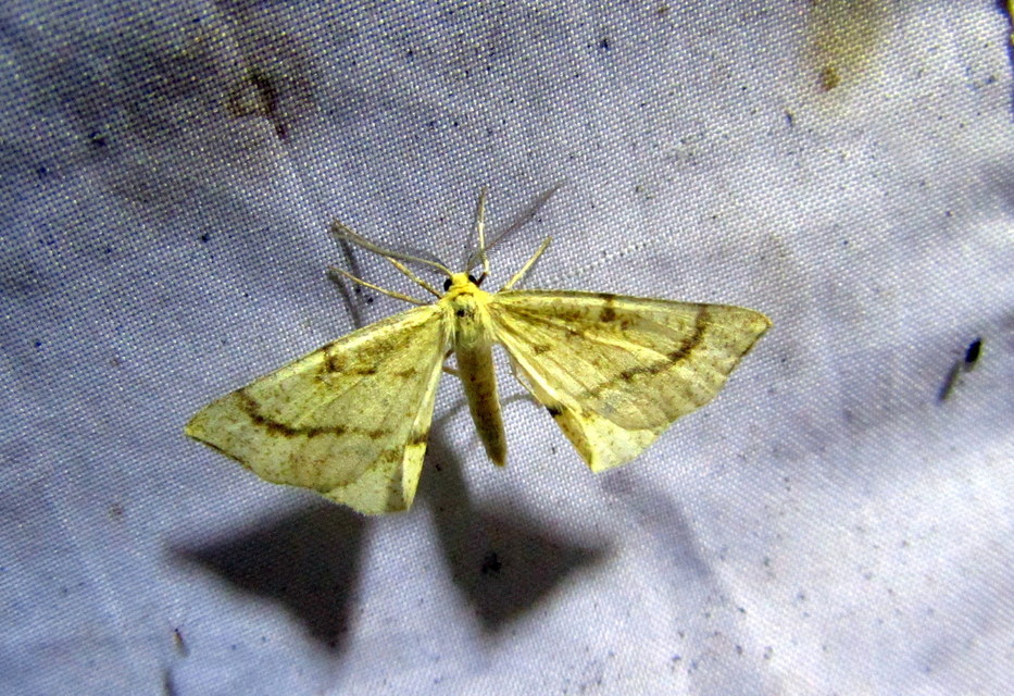 Hypoxystis pluviaria - hegyesszárnyú lápiaraszoló