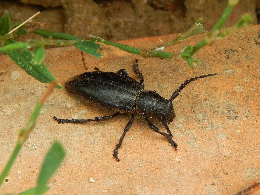 Dorcadion aethiops - fekete gyalogcincér